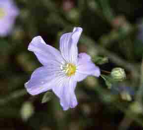 Perennial Flax - Matt Hawking